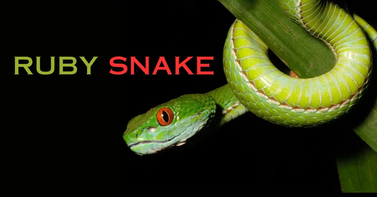 ruby snake