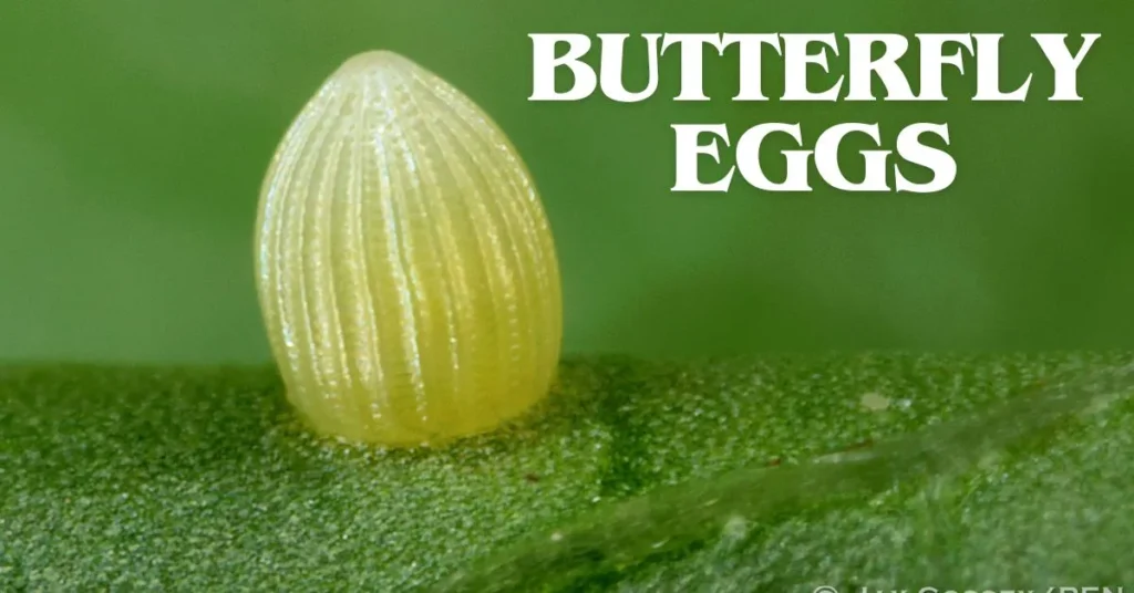 butterfly eggs